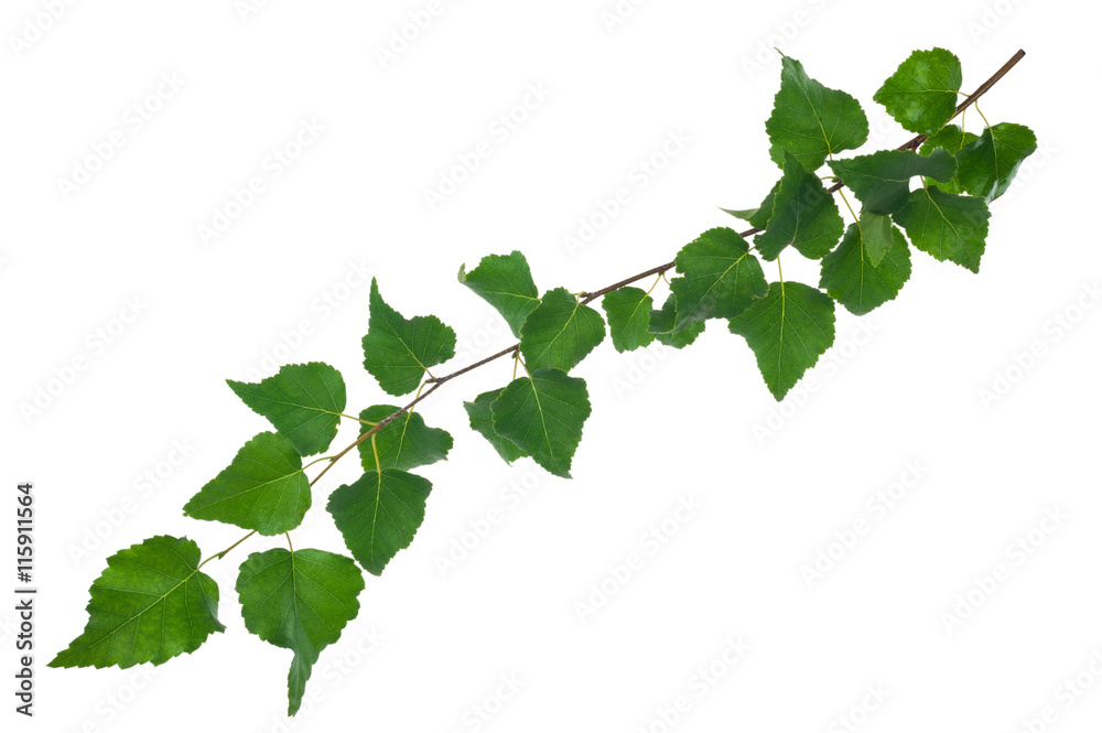 Young birch branch Young birch branch