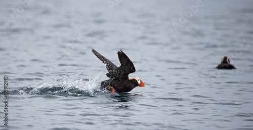 Tufted Puffin