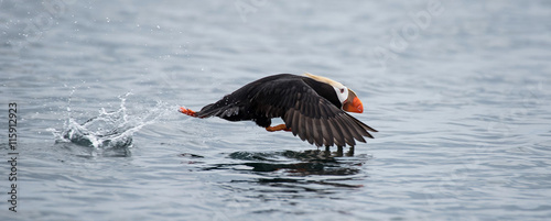 Tufted Puffin