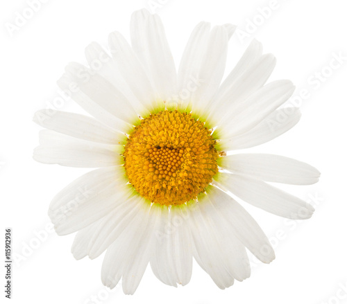  Chamomile flower