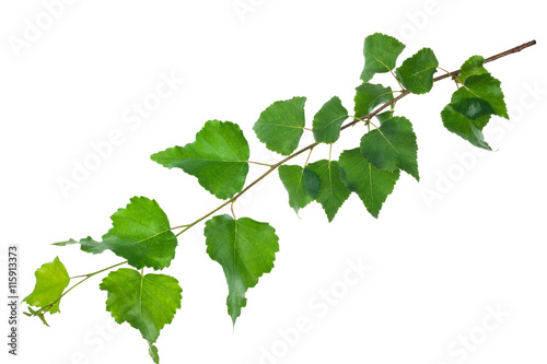 Young birch branch