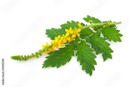 Fotografie Medicinal plant:Agrimonia eupatoria. Common agrimony