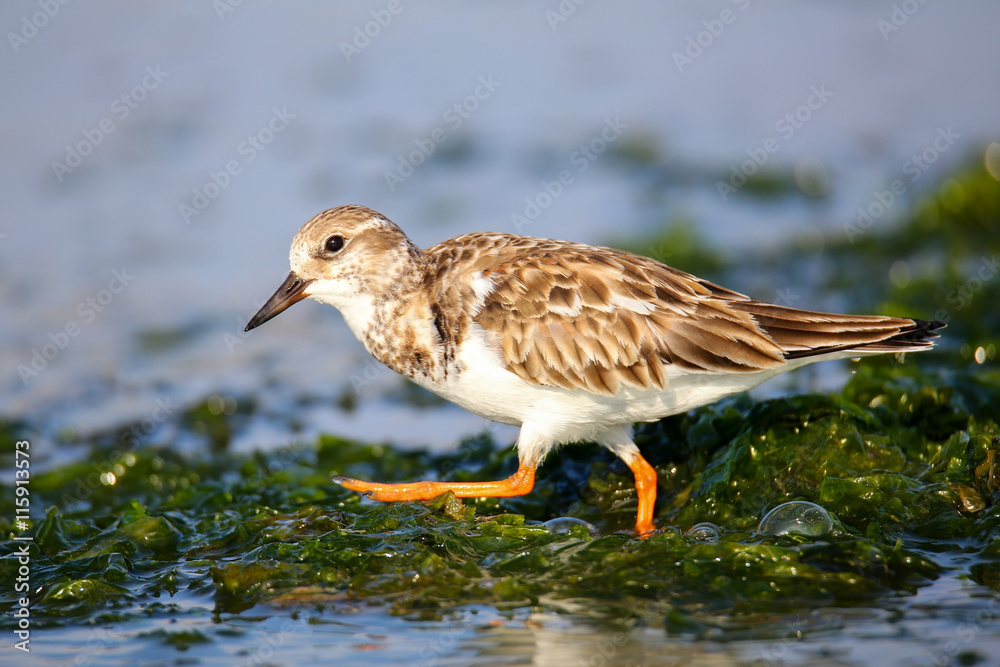 Fototapeta premium Ruddy Turnstone on the beach of Paracas Bay, Peru