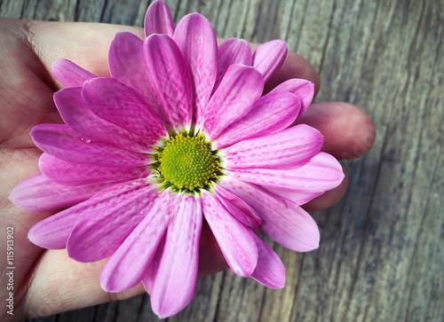 woman hand holding pink daisy flower on blurred wooden backgroun