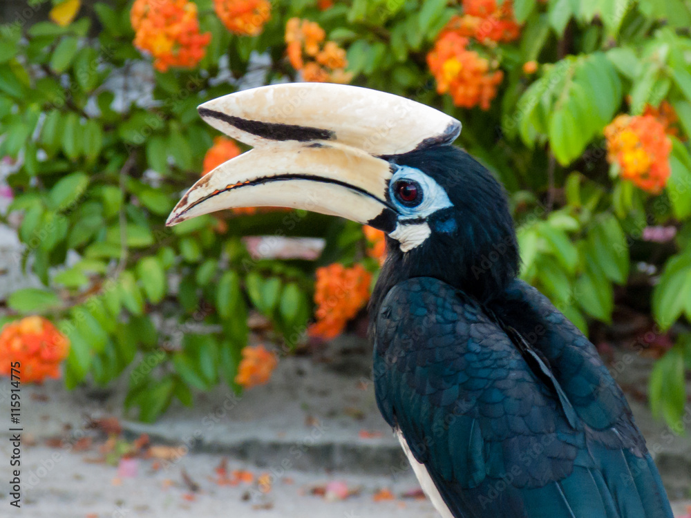 Obraz premium Great hornbill