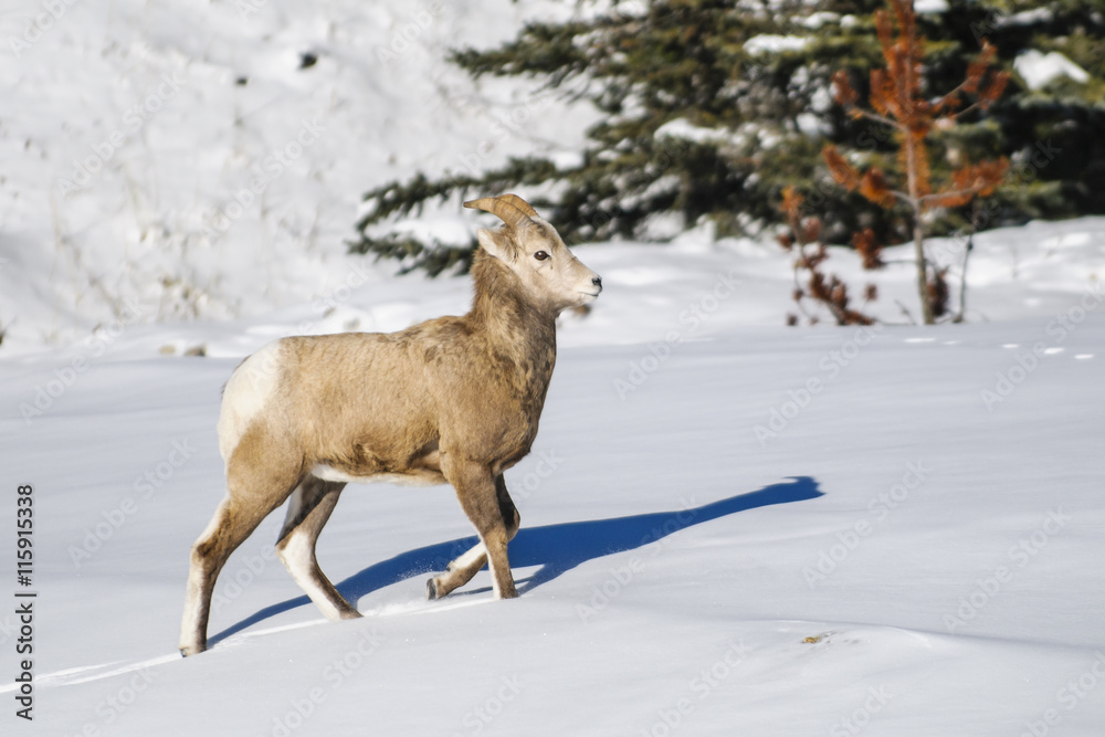 Naklejka premium Rocky Mountain Bighorn Sheep (Ovis canadensis)
