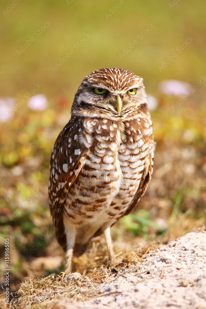 Burrowing Owl standing on the ground Burrowing Owl standing on the ground