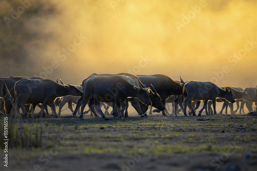 Silhouette of buffalo on sunset.