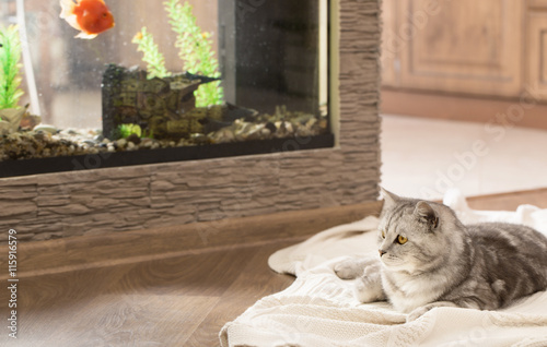 Photography gray cat indoor