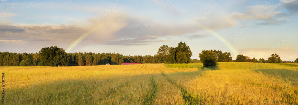 Fototapeta premium Zachód słońca nad polem