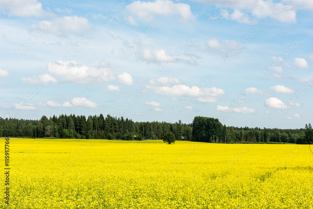 Clouds on a blue sky over yellow field Clouds on a blue sky over yellow field