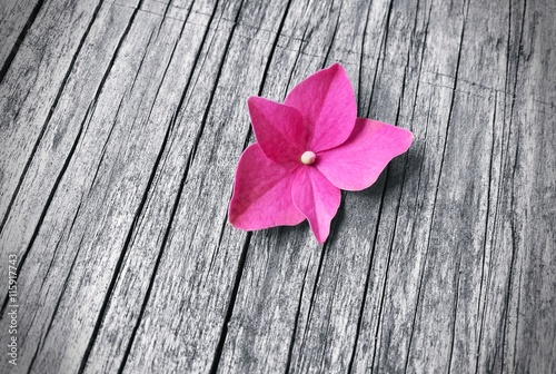pink flower on wooden background with copy space