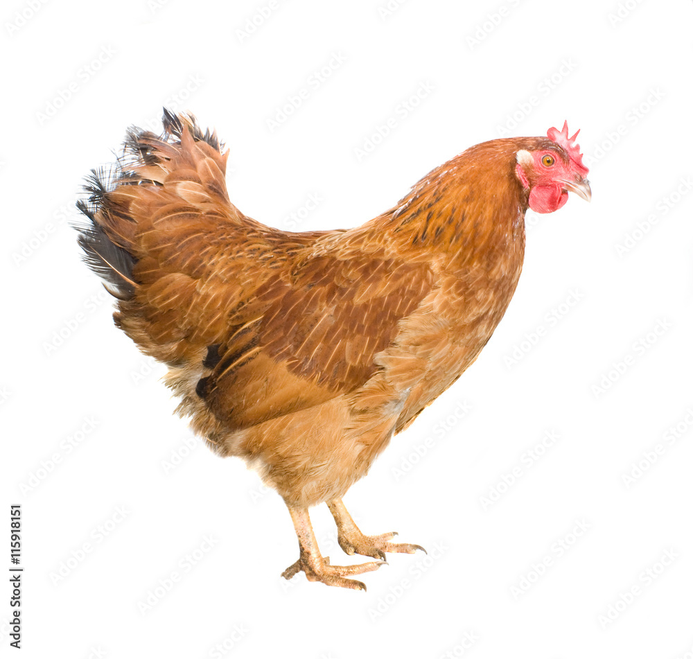 Brown hen isolated on white
