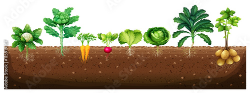 Fototapeta Vegetables growing from underground
