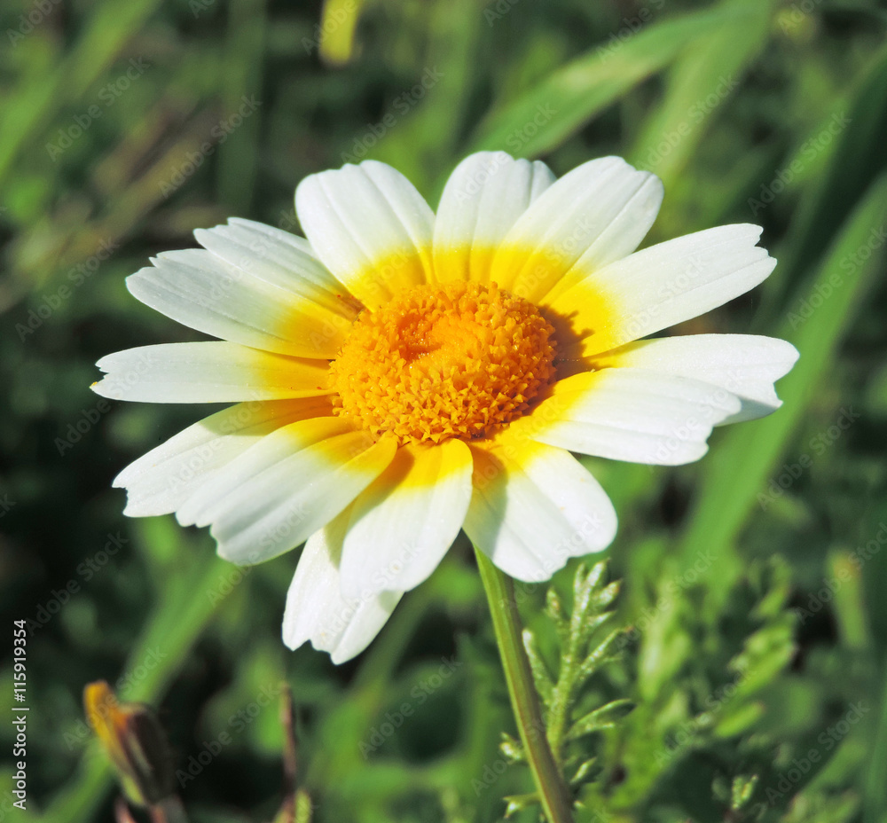 Marguerites or white flowers in the sun. Wildflowers with copy space and selective focus on the foreground. Marguerites or white flowers in the sun. Wildflowers with copy space and selective focus on the foreground.