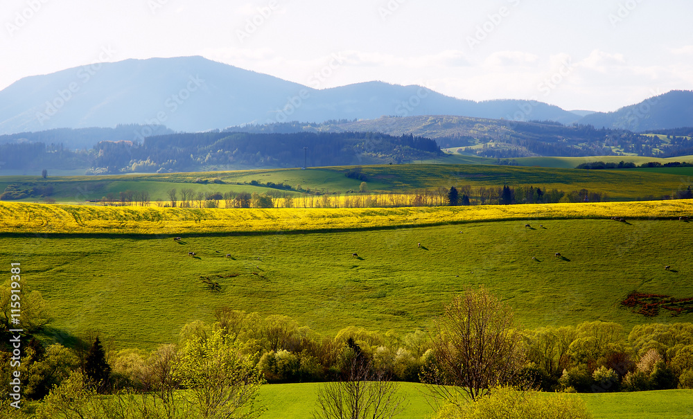 Beautiful landscape, green and yellow meadow with a herd of cows in the distance.