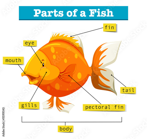 Diagram with parts of fish