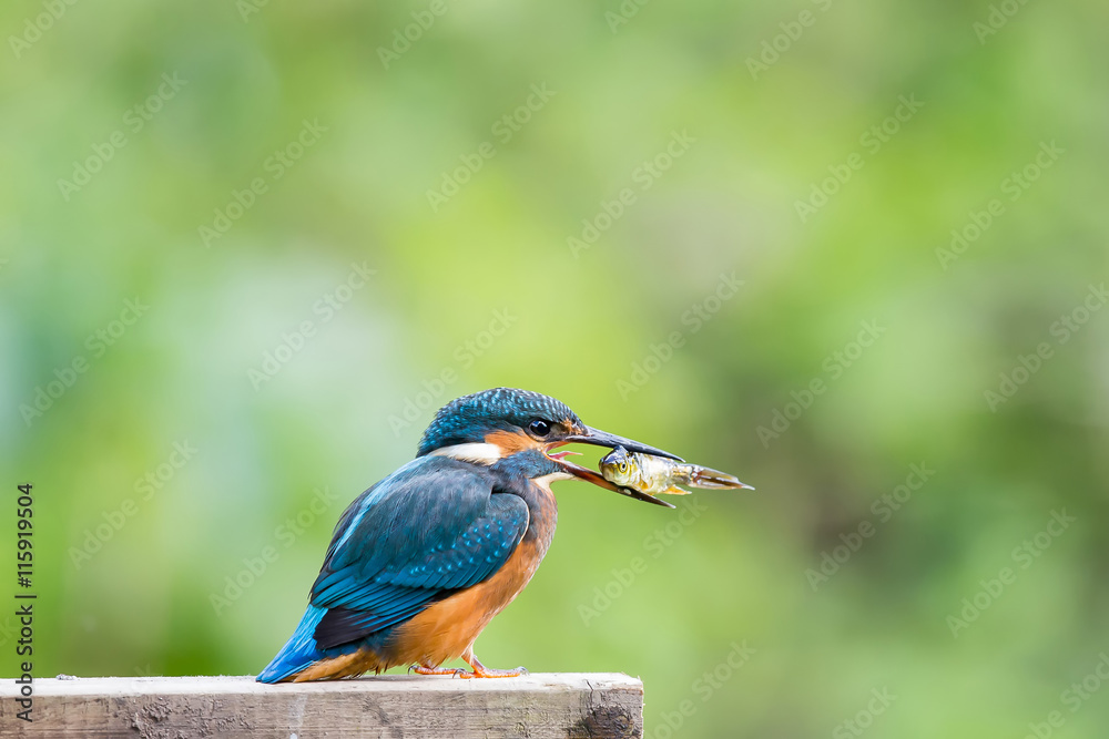 Fototapeta premium Common Kingfisher Alcedo atthis