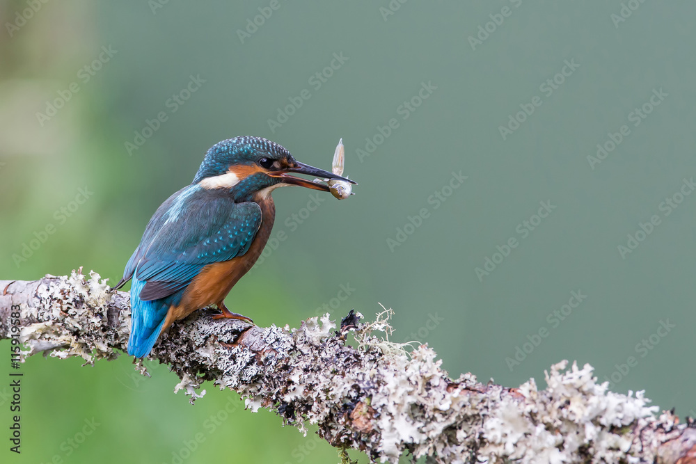 Fototapeta premium Common Kingfisher Alcedo atthis