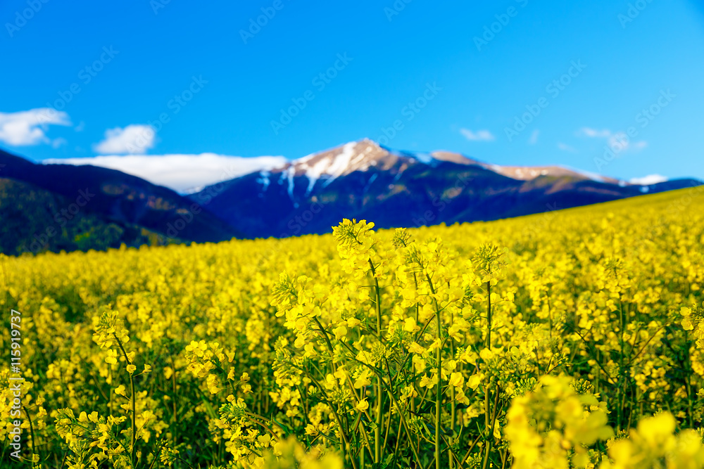 Beautiful yellow flower oilseed rape with mountain in background.