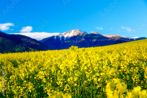 Beautiful yellow flower oilseed rape with mountain in background.