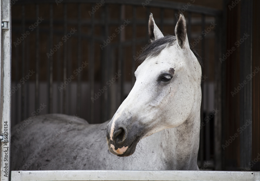 Fotografie Racing horse in the stable