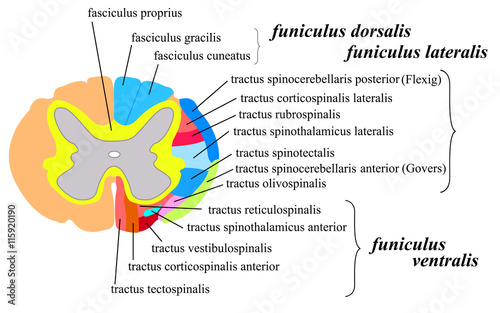 spinal cord white matter. The conductive path. Front, side and rear cords of the spinal cord...cross section