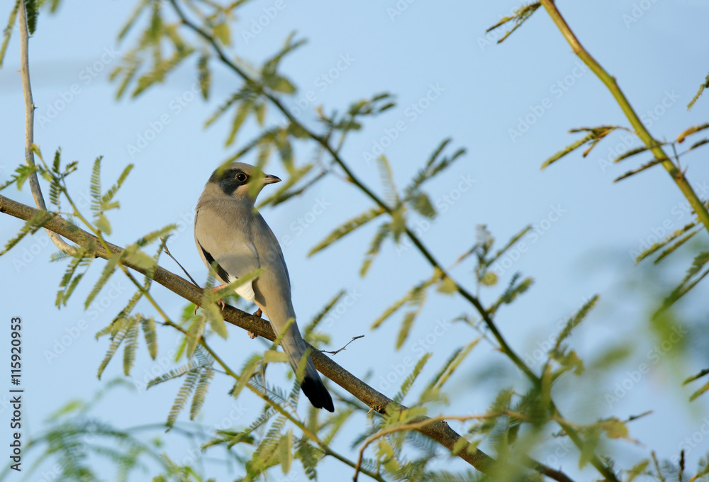 Fototapeta premium Grey Hypocolius perched on tree