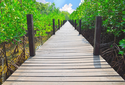 Wooden walkways in mangrove forest