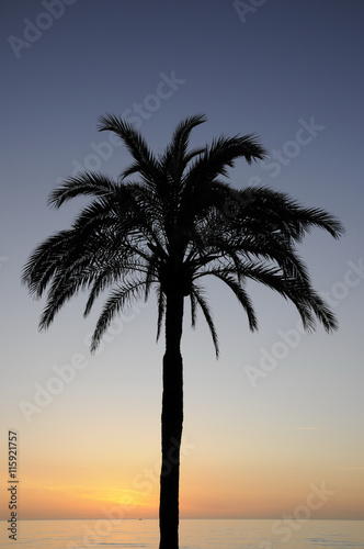 Palme in der Morgend  mmerung
