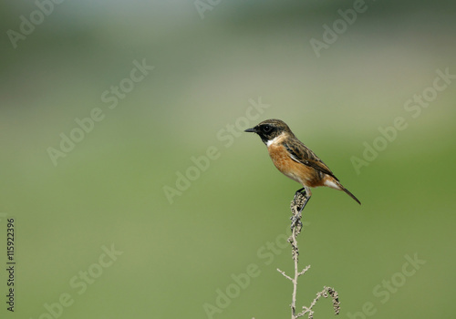 European stonechat perched on twig