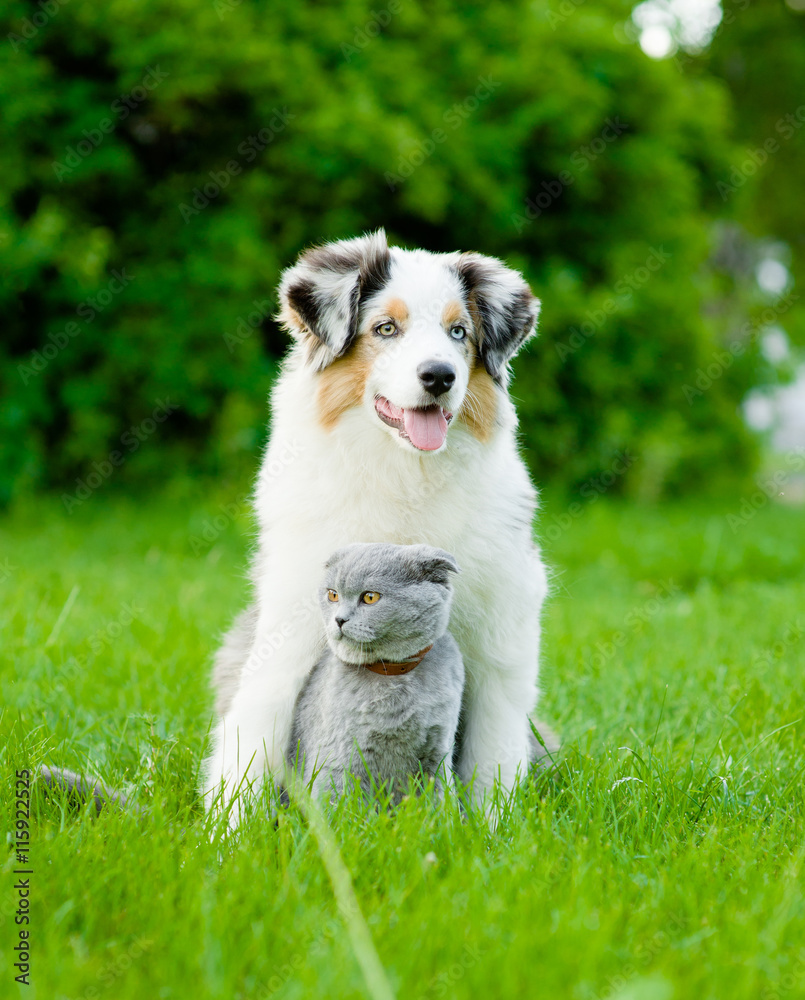 Australian shepherd puppy and cat sitting together on the green grass
