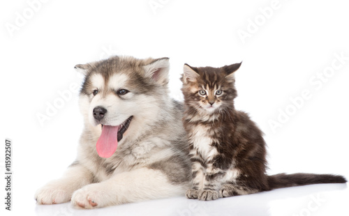 alaskan malamute dog with maine coon cat together. isolated on white