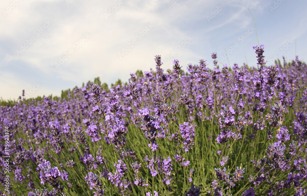 beautiful scented lavender flowers field under blue sky
