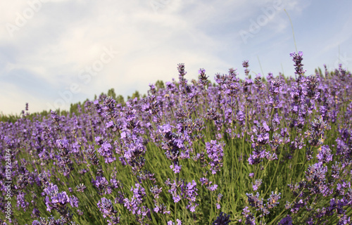 beautiful scented lavender flowers field under blue sky