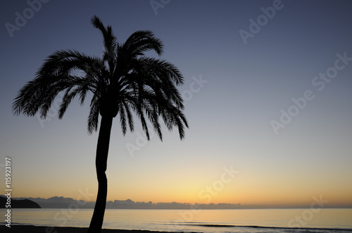 Palme in der Morgendämmerung