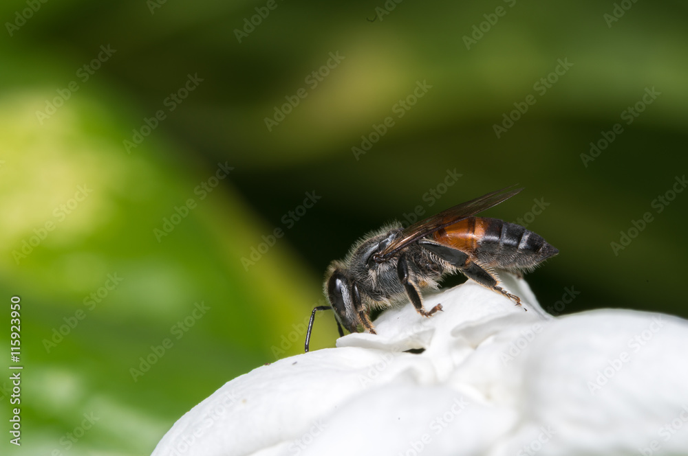 Honey bee and white flower.
Honey bee and white flower.