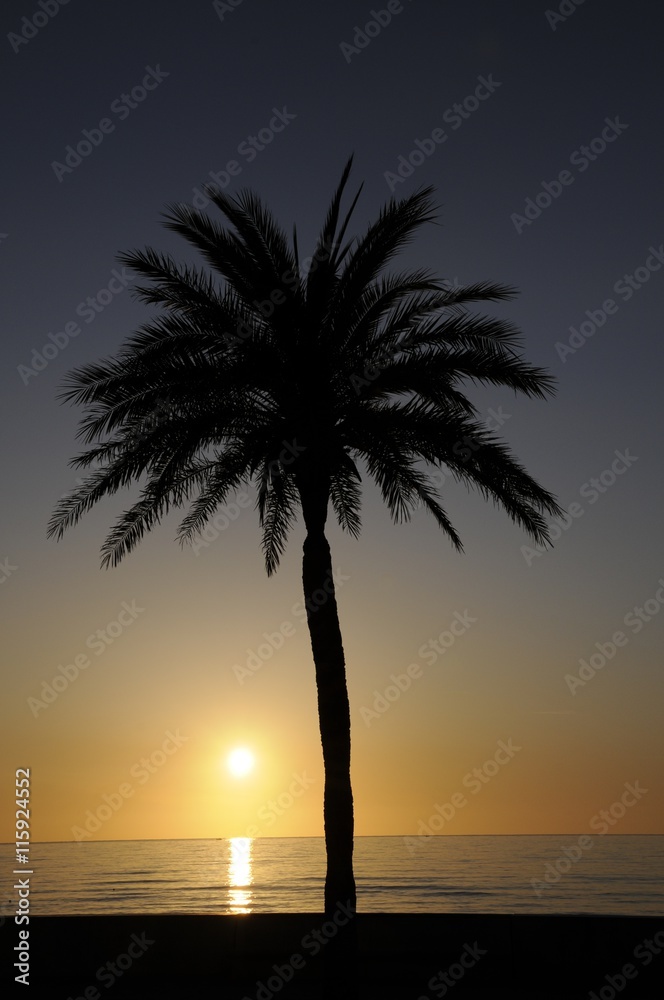 Palme bei Sonnenaufgang Palme bei Sonnenaufgang