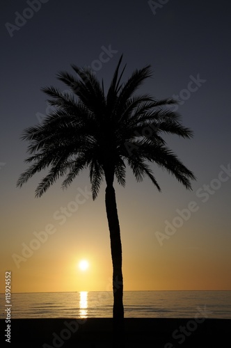 Palme bei Sonnenaufgang