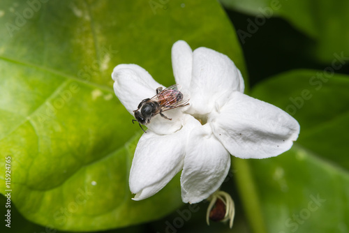 Honey bee and white flower. 