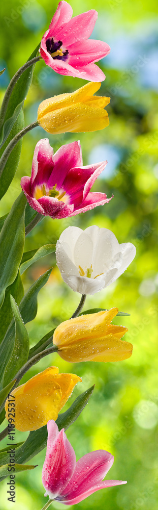image of beautiful flowers of tulips in the garden closeup image of beautiful flowers of tulips in the garden closeup