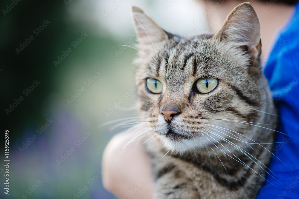 Close up cat portrait. Cute cat posing outdoor.