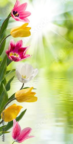 Fototapeta Naklejka Na Ścianę i Meble -  image of beautiful flowers of tulips in the garden closeup