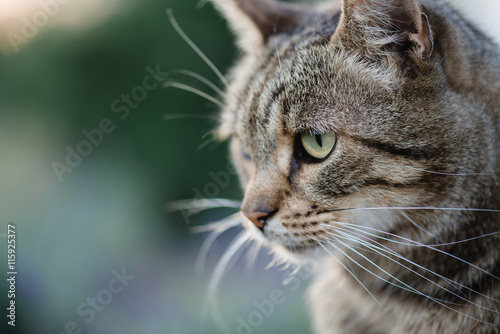 Cat portrait close up, only head crop, looking to the top,  © Laszlo