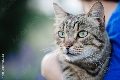 Close up cat portrait. Cute cat posing outdoor. © Laszlo