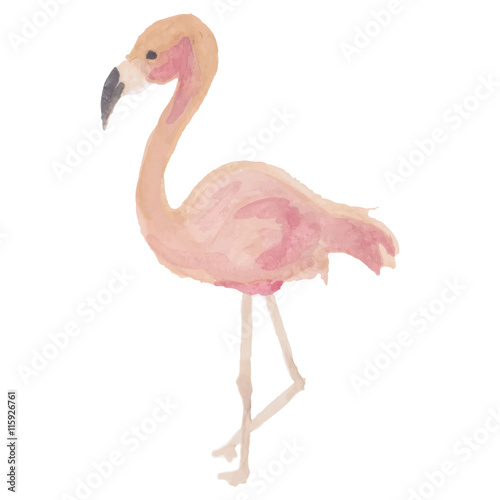 Beautiful  Flamingo  vector  watercolor  eps  isolated  beautiful art.