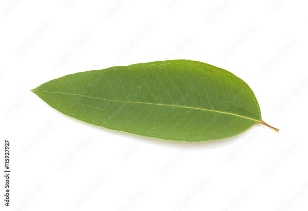 Fototapeta premium fresh eucalypus leaves isolated on white