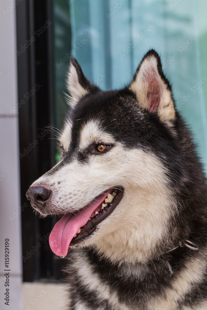 Obraz premium Siberian Dog 