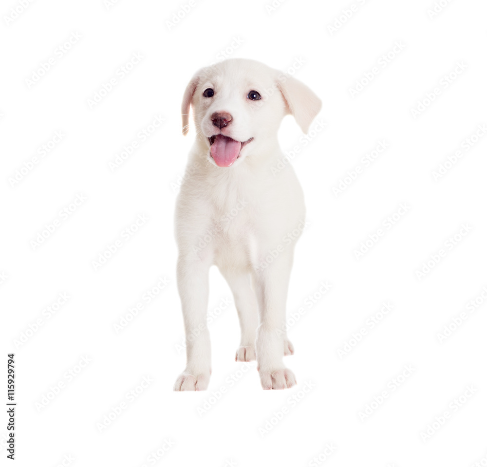 white puppy watching white puppy watching