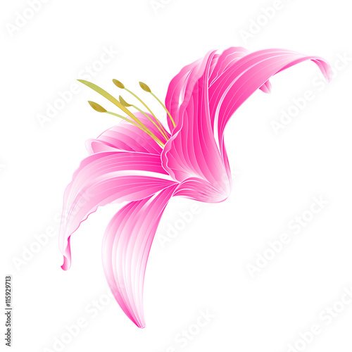 Fototapeta Naklejka Na Ścianę i Meble -  Flower Daylily pink Lily  on a white background vector illustration